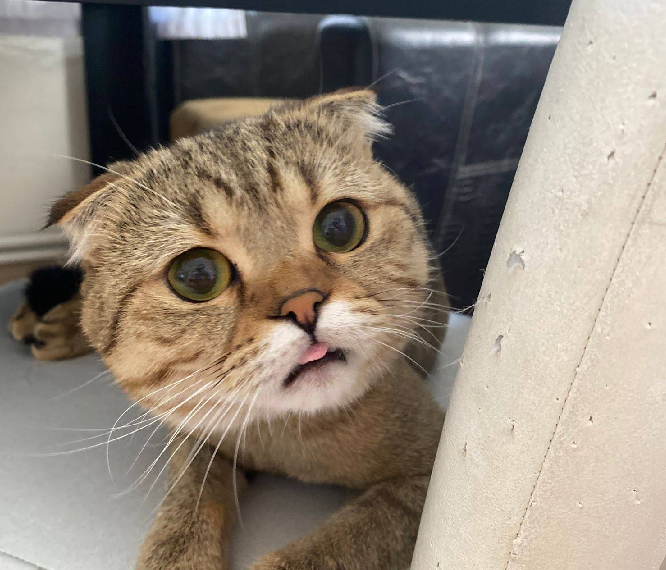 Gofret – Kusma, halsizlik ve iştahsızlık